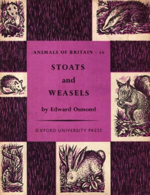 Stoats and weasels (Edward Osmond)